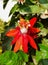 Passiflora vitifolia, the perfumed passionflower,